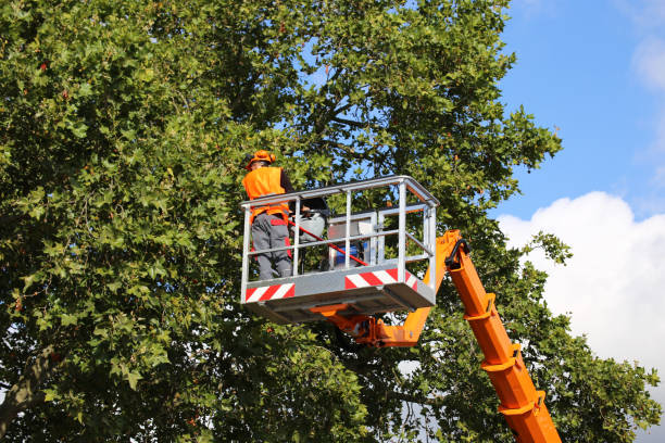 Best Tree Health Inspection  in Schofield Barracks, HI