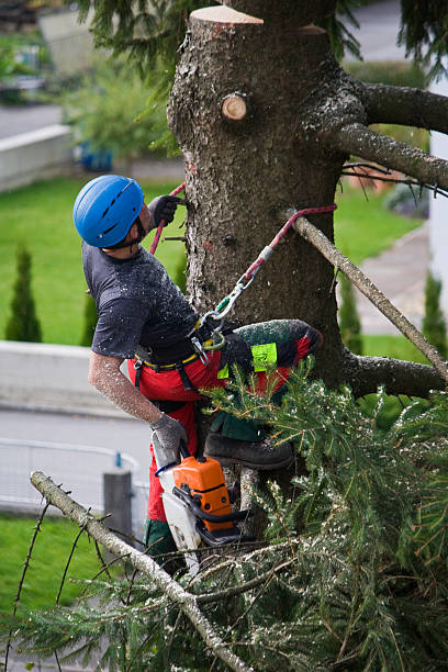 Reliable Schofield Barracks, HI Tree Care Services Solutions